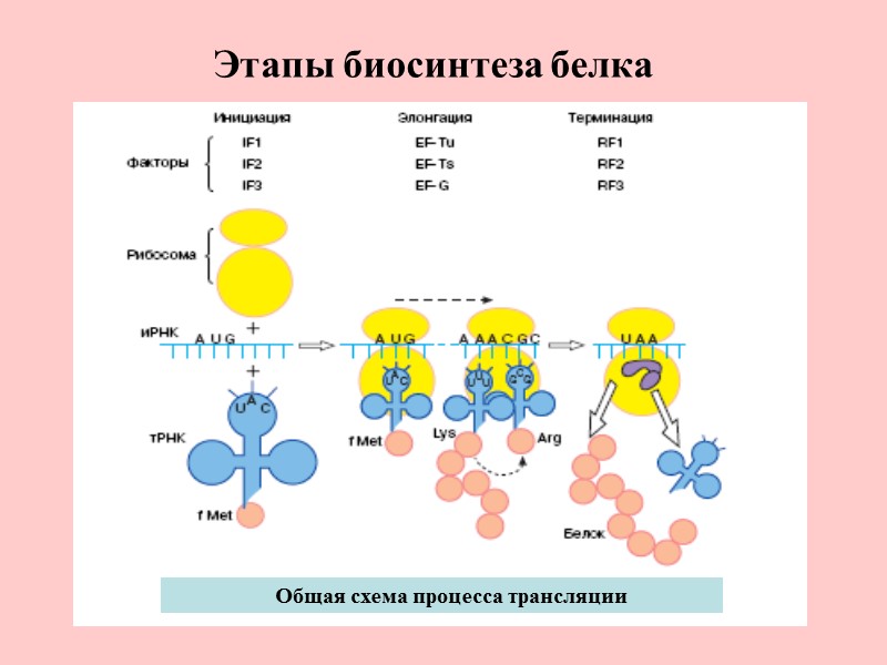 Этапы биосинтеза белка           